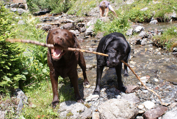 Balu & Buddy