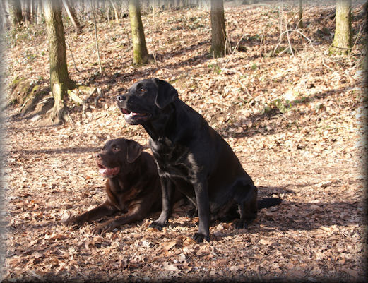 Balu und Buddy